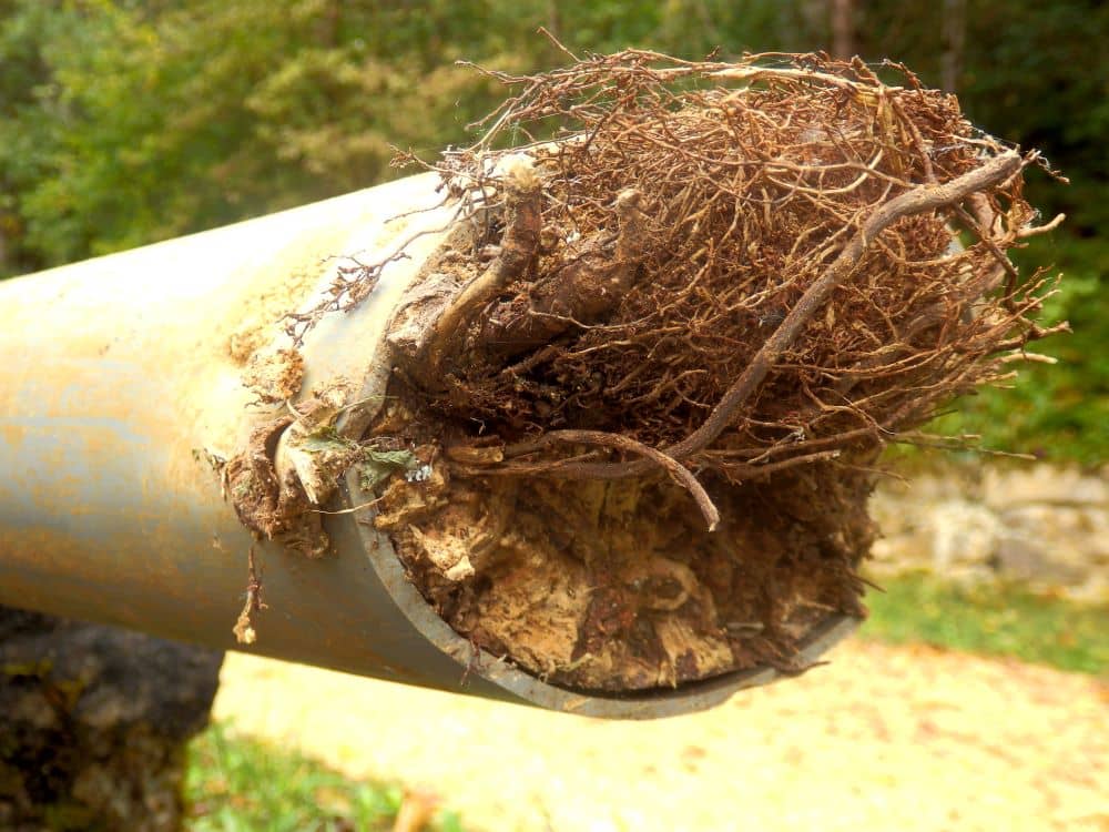 [Image of Racines d'arbre ayant envahi et bouché une canalisation d'évacuation]
